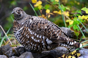 Ptarmigan in the autumn forest in Canadian Rocky Mountains. Banff Nationla Park. Alberta. Canada.