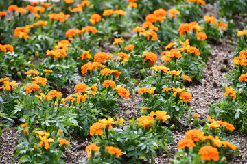 マリーゴールド