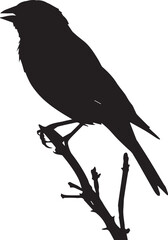 crow on a branch