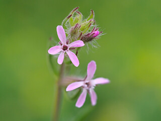 Obraz premium ピンクの花を咲かせたシロバナマンテマ