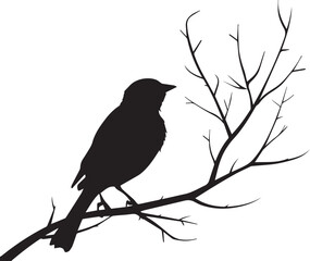 blackbird on a branch