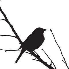 silhouette of a bird