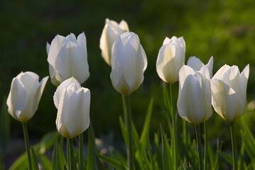 Closeup, white Tulips or flower on a sunny day for growing, gardening and romantic bouquet or love....