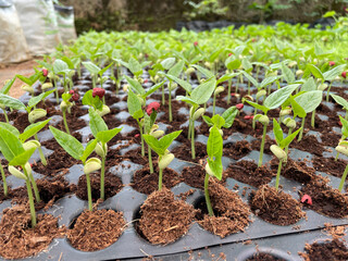 Saplings are young trees that are more mature than a seedling but is not yet seed-producing. They can be produced through seed, vegetatively through cutting.