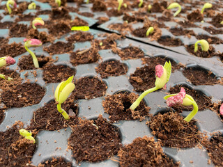 Saplings are young trees that are more mature than a seedling but is not yet seed-producing. They can be produced through seed, vegetatively through cutting.