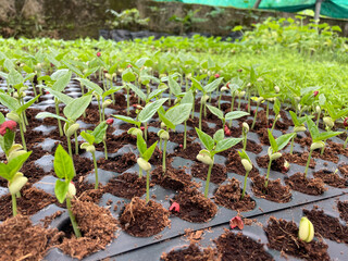 Saplings are young trees that are more mature than a seedling but is not yet seed-producing. They can be produced through seed, vegetatively through cutting.
