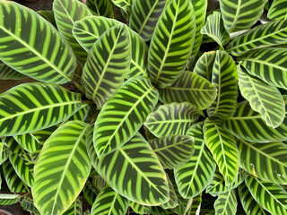 Green Calathea leaves forming a beautiful texture pattern background
