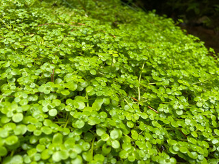 Small aquatic plants forming a beautiful texture pattern background

