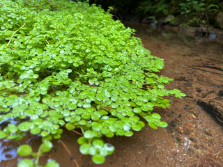 Small aquatic plants forming a beautiful texture pattern background
