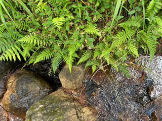 Wild plants and rocks symbolizing cultural heritage and struggle
