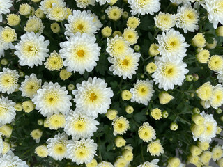 Chrysanthemum or jamanthi flowers forming a beautiful texture pattern background
