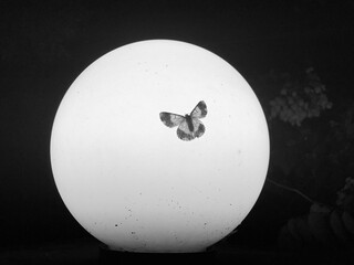 Butterfly sitting on a gate light during night forming a beautiful romantic image