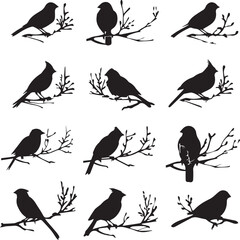 set of birds