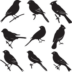 set of birds on white