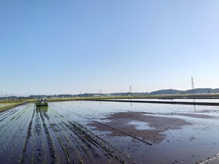 田植え