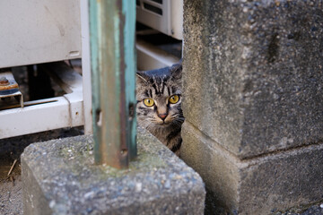 野良猫