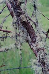 Árbol con musgo selvático