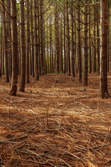 A carpet of pine needles covering the forest floor, with their linear arrangement creating a soothing pattern.