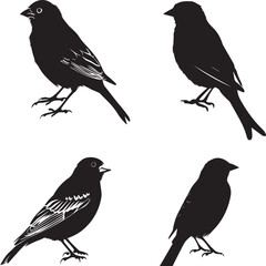 set of birds on white