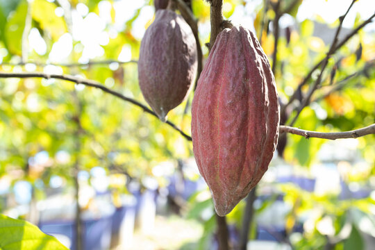 cocoa pods hanging on tree branch