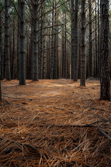 A carpet of pine needles covering the forest floor, with their linear arrangement creating a soothing pattern.