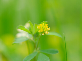 草原に咲くコメツブツメクサのクローズアップ
