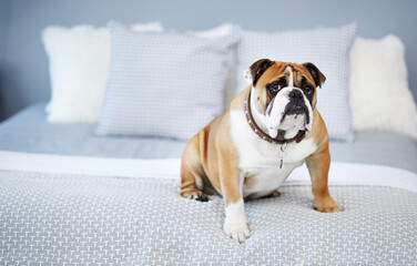 Bed, pet and portrait of dog in home to relax for adorable, cute and lying down in house or...