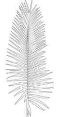 Fototapeta premium feuille de palmier sagoutier sur fond blanc 