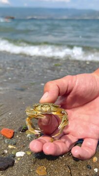 Crab on the Marmara Sea beach in Turkey. A man holds a crab in his hand against the background of the waves. A small crab on the sand. Gemlik, 2022. A tropical beach. 4K
