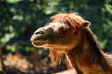 camel with a distinctive red mane is highlighted by gentle play of light and shadow on its features.