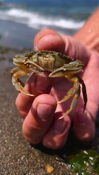 Crab on the Marmara Sea beach in Turkey. A man holds a crab in his hand against the background of the waves. A small crab on the sand. Gemlik, 2022. A tropical beach. 4K
