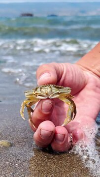 Crab on the Marmara Sea beach in Turkey. A man holds a crab in his hand against the background of the waves. A small crab on the sand. Gemlik, 2022. A tropical beach. 4K
