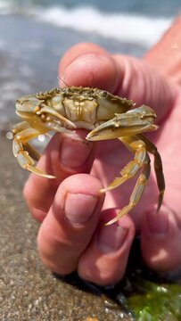 Crab on the Marmara Sea beach in Turkey. A man holds a crab in his hand against the background of the waves. A small crab on the sand. Gemlik, 2022. A tropical beach. 4K