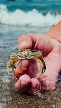 Crab on the Marmara Sea beach in Turkey. A man holds a crab in his hand against the background of the waves. A small crab on the sand. Gemlik, 2022. A tropical beach. 4K
