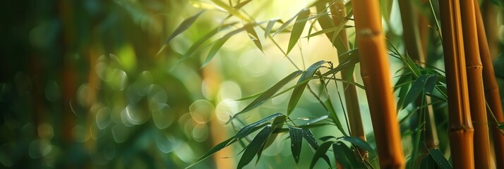 Close-up of the bamboo forest, dews, 4K , background for banner website, ads, creative background