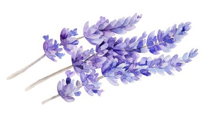 The image shows a simple watercolor of a cluster of lavender, very cute and clean, on a white background