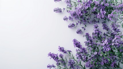 Purple color flowers on white background with copy space. AI generated