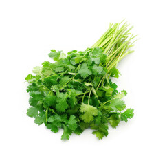 Bunch of Fresh Coriander Leaves Isolated on White Background, Culinary Herbs