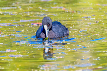 Eurasian Coot in the pond at Mayfield Garden