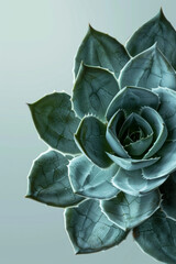 Obraz premium A minimalist close-up view of the spiral pattern of an aloe plant, with its concentric arrangement of leaves radiating from the center and creating a captivating minimalist composition 
