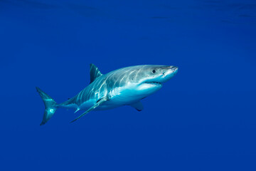 Great white shark