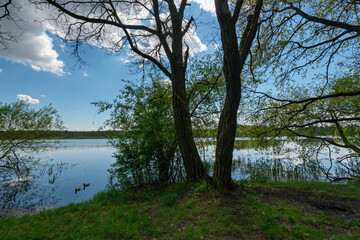 spring on a lake in the forest