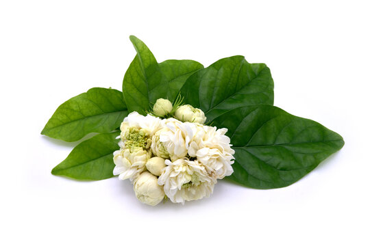 Beautiful Blooming jasmine sambac on white background isolated.
