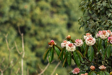Close-up of white and pink rhododendron flowers in full bloom