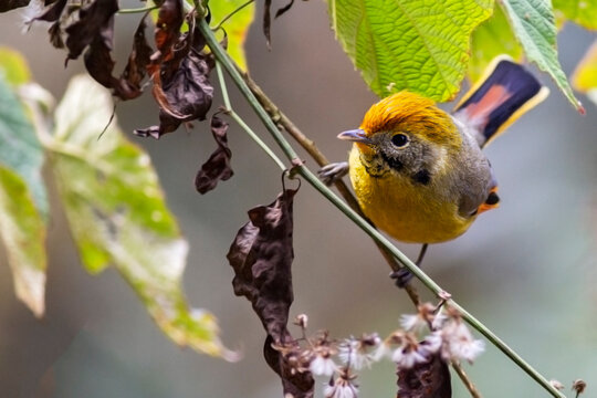 The bar-throated minla also known as chestnut-tailed minla photographed in Kalimpong, West Bengal, India