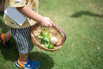 Kid harvest vegetable in the farm outdoor 