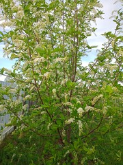 green tree