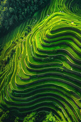 Minimalist aerial view capturing the terraced patterns of rice paddies on a mountainside, with their stepped arrangement and geometric shapes creating a harmonious minimalist composition