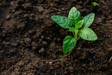 A young plant sprouts from dark soil, symbolizing new growth and vitality