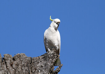 Sulphur-crested cockatoo parrot bird sitting on a tree with a blue sky background